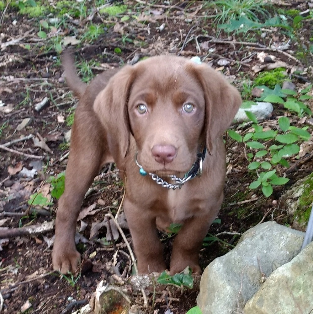 Meet your Posher, Robin